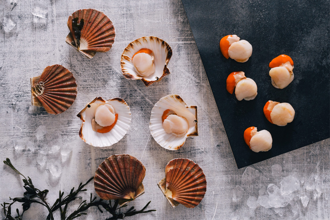 Scallops from Fal fish